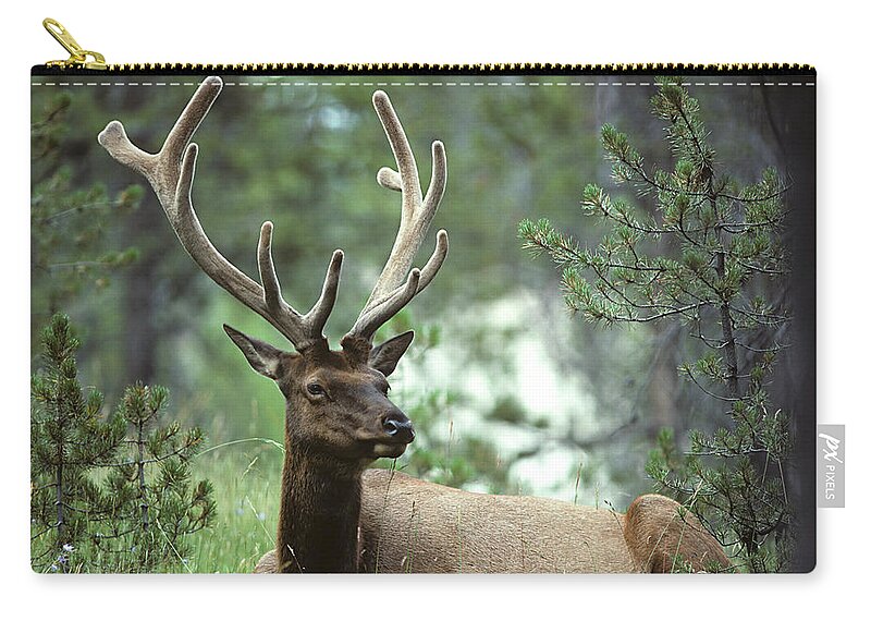 Grass Zip Pouch featuring the photograph Bull Elk In Velvet by Lawrencesawyer