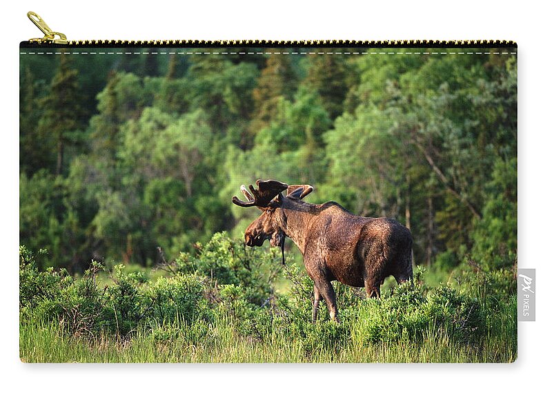 Glade Zip Pouch featuring the photograph Bull Moose Alces Alces In Clearing by John Giustina