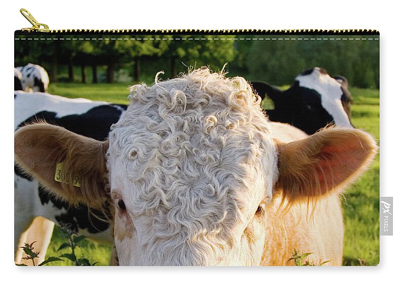 Animal Nose Zip Pouch featuring the photograph Bull, The Cotswolds, Uk by Tim Graham