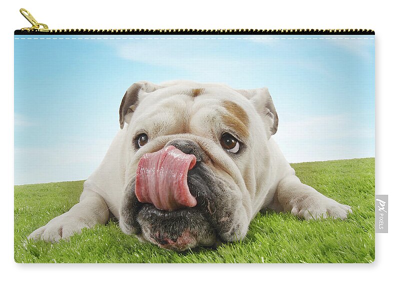 Pets Zip Pouch featuring the photograph Bulldog Lying On Grass Licking Lips by Moodboard