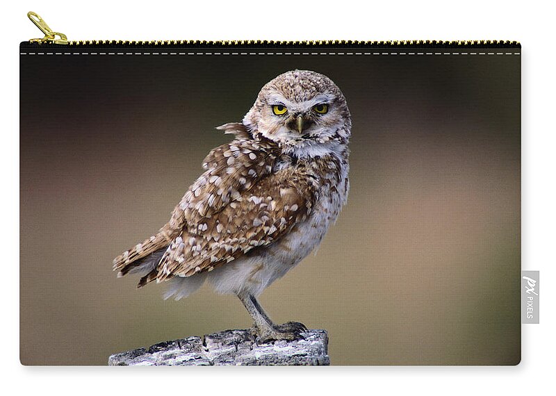Alertness Zip Pouch featuring the photograph Burrowing Owl Athene Cunicularia by Art Wolfe