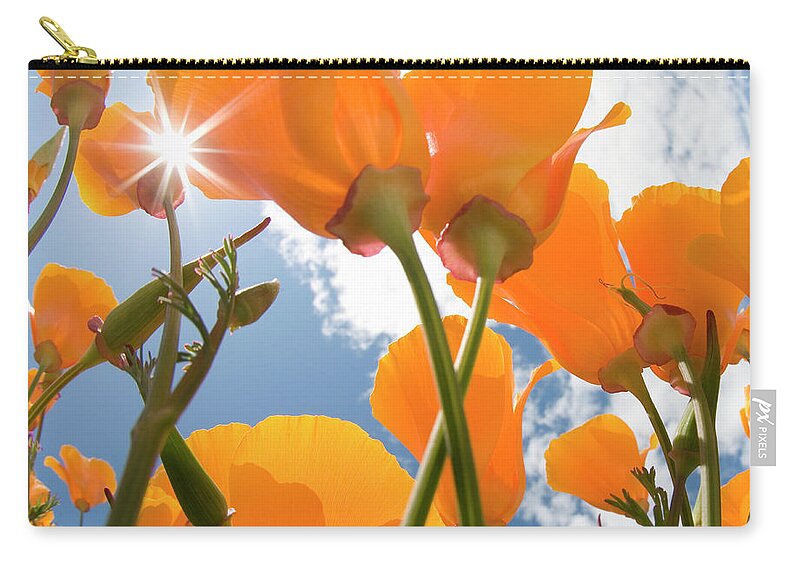 Toronto Zip Pouch featuring the photograph California Poppies, Low Angle View by Grant Faint