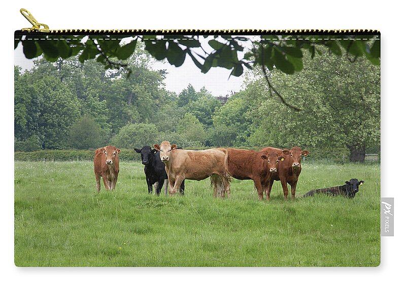 Cow Zip Pouch featuring the photograph Calves In A Field Tree Framed by Tirc83
