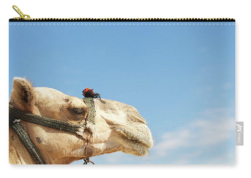 Giza Pyramids Zip Pouch featuring the photograph Camel Looks Out Over Great Pyramids Of by Peskymonkey