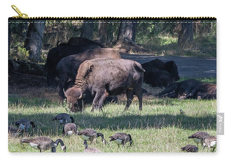 Bison Zip Pouch featuring the photograph Canada Geese and Bison by Timothy Anable