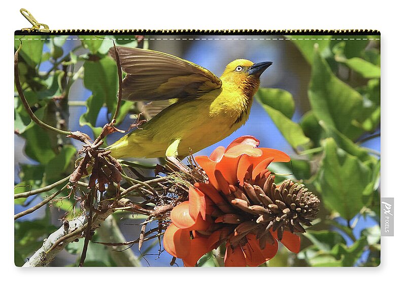 Weaver Carry-all Pouch featuring the photograph Cape Weaver by Ben Foster