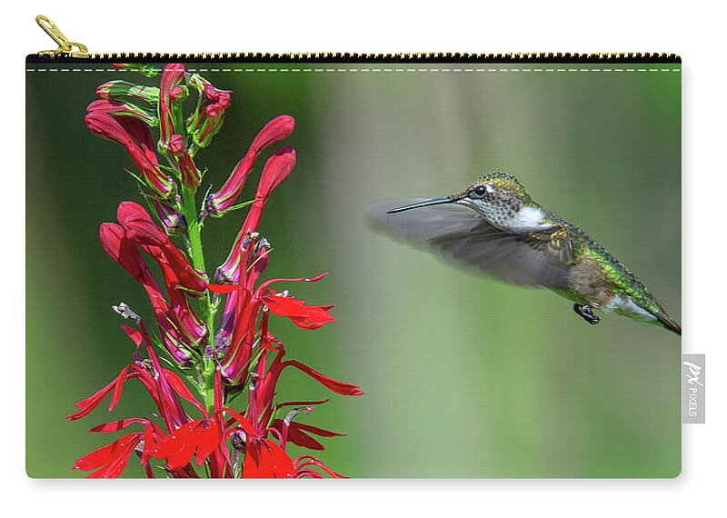Nature Zip Pouch featuring the photograph Cardinal Flower or Cardinal Lobelia DFL0899 by Gerry Gantt