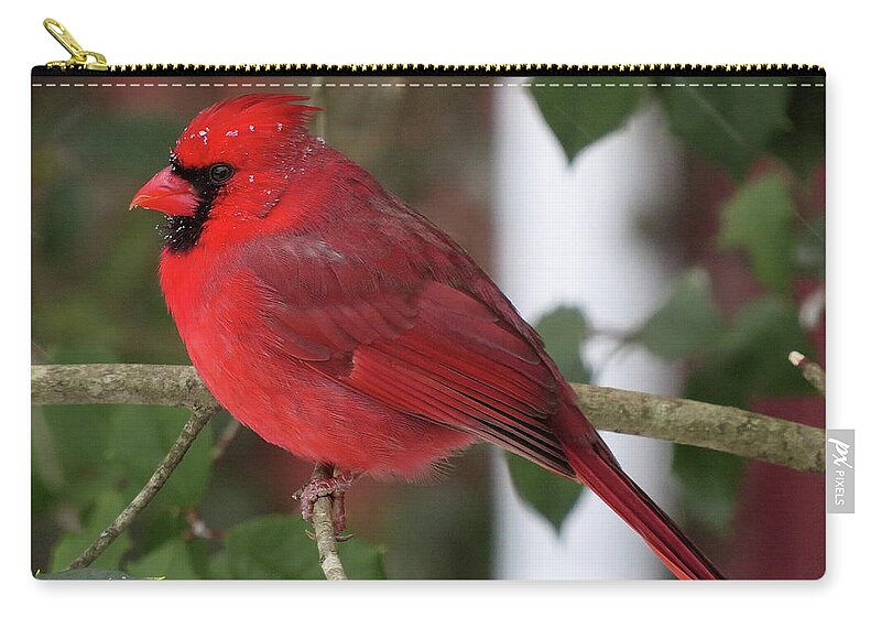 Cardinal Zip Pouch featuring the photograph Cardinal in Winter by Linda Stern