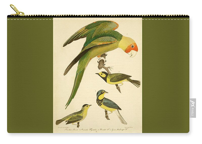 Birds Zip Pouch featuring the mixed media Carolina Parrot by Alexander Wilson