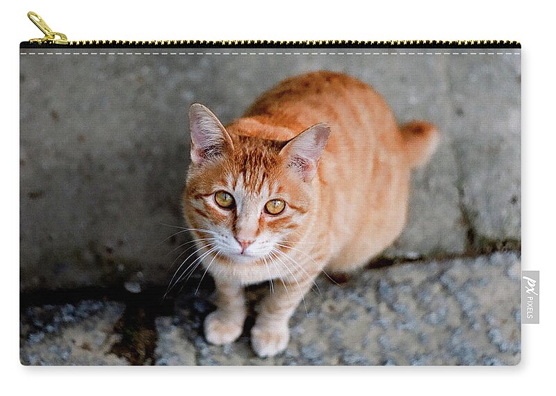 Pets Zip Pouch featuring the photograph Cat Of Shrine by Photograph Was Taken By Yasu1967