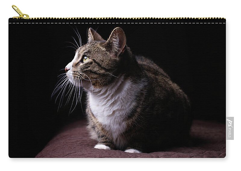 Pets Zip Pouch featuring the photograph Cat On Bed, Close-up by Matt Carr