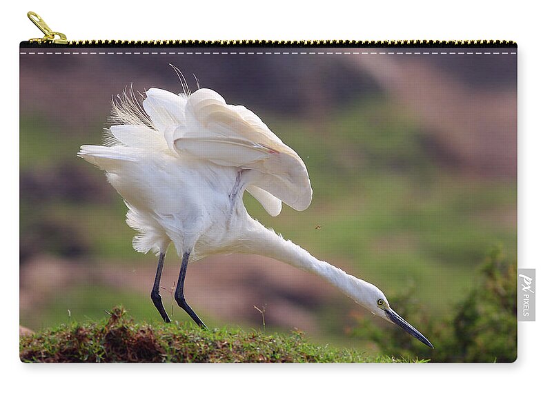 Grass Zip Pouch featuring the photograph Cattle Egret by Zahoor Salmi