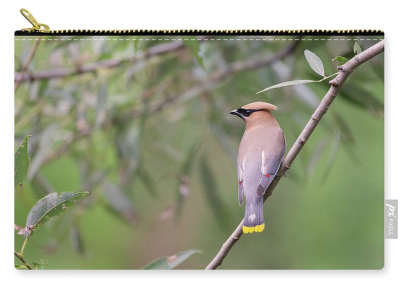 Cedar Waxwing Carry-all Pouch featuring the photograph Cedar Waxwing 2019-1 by Thomas Young