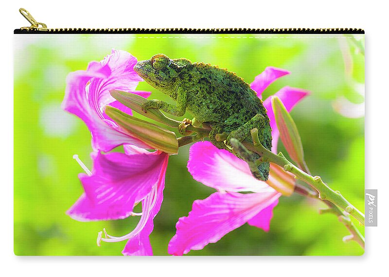 Chameleon Zip Pouch featuring the photograph Chameleon on an Orchid Tree by Christopher Johnson