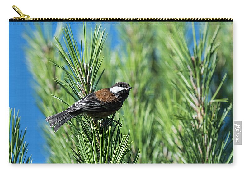 Animals Zip Pouch featuring the photograph Chestnut-backed Chickadee by Robert Potts