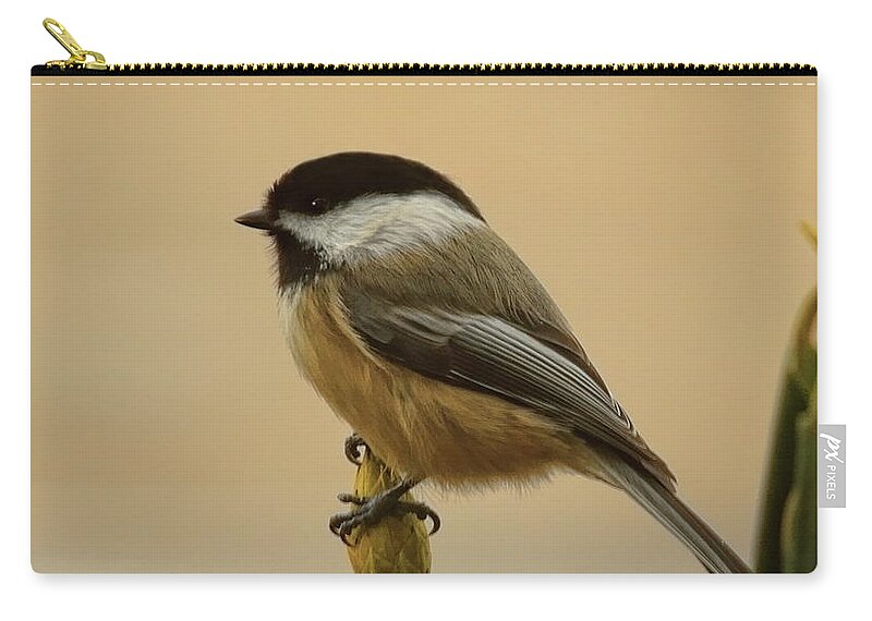 Wildlife Zip Pouch featuring the photograph Chickadee On Rhododendron by Dale Kauzlaric