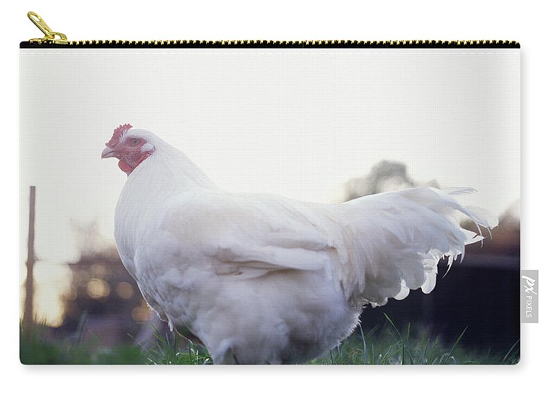 Grass Zip Pouch featuring the photograph Chicken by Matt Carr