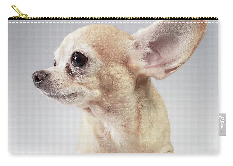 Pets Zip Pouch featuring the photograph Chihuahua Listening by Stilllifephotographer