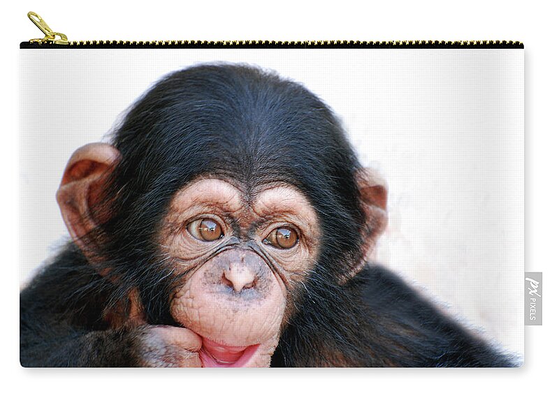 White Background Zip Pouch featuring the photograph Chimpanzee by Aaa
