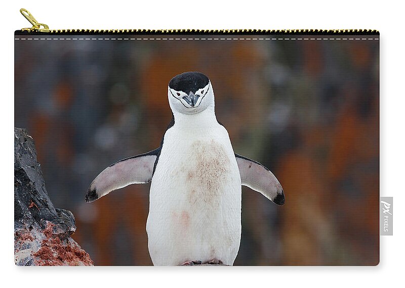 Vertebrate Zip Pouch featuring the photograph Chinstrap Penguin With A Blood Stained by Mint Images/ Art Wolfe
