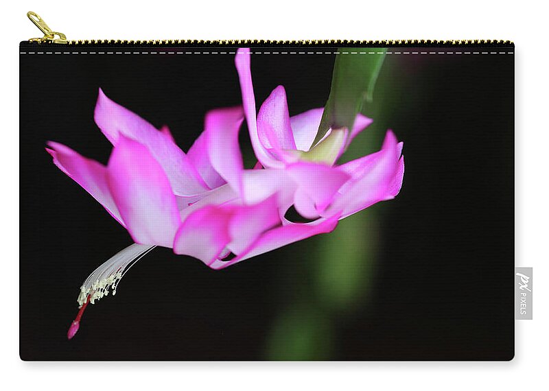 Cactus Zip Pouch featuring the photograph Christmas Cactus 2 2018 by Mary Bedy