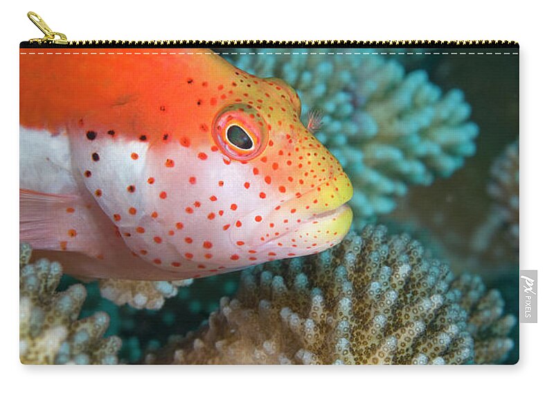 Underwater Zip Pouch featuring the photograph Christmas Island, Australia by Gallo Images