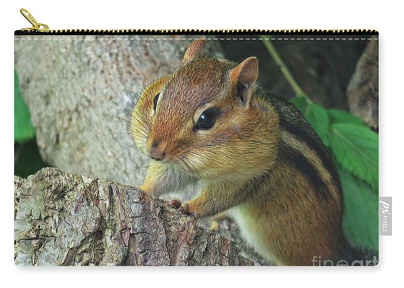 Chipmunk Zip Pouch featuring the photograph Chubby Cheeked Chipmunk by Diana Rajala