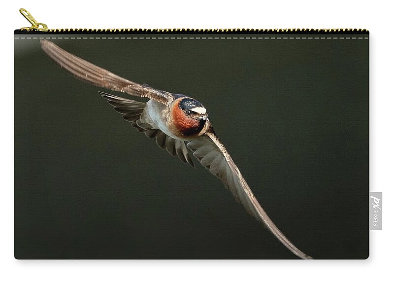Cliff Swallows Zip Pouch featuring the photograph Cliff Swallow On the Move by Judi Dressler