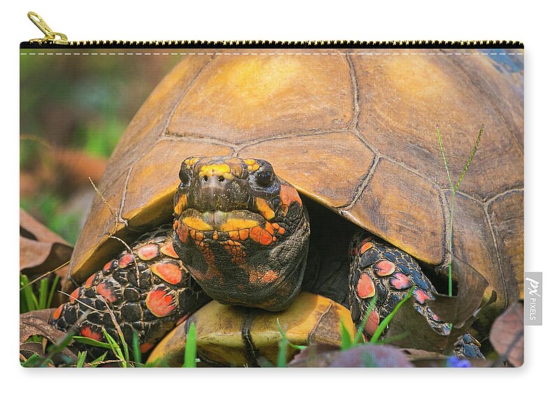 Photography Zip Pouch featuring the photograph Close Up Of Red Face Box Turtle, Porto by Panoramic Images