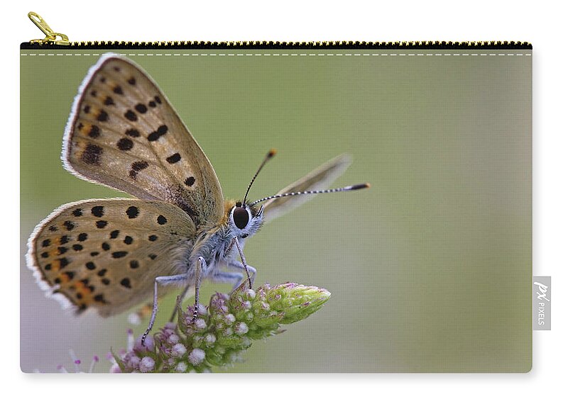 Natural Pattern Zip Pouch featuring the photograph Close Up Of Sooty Cooper by Anne Sorbes