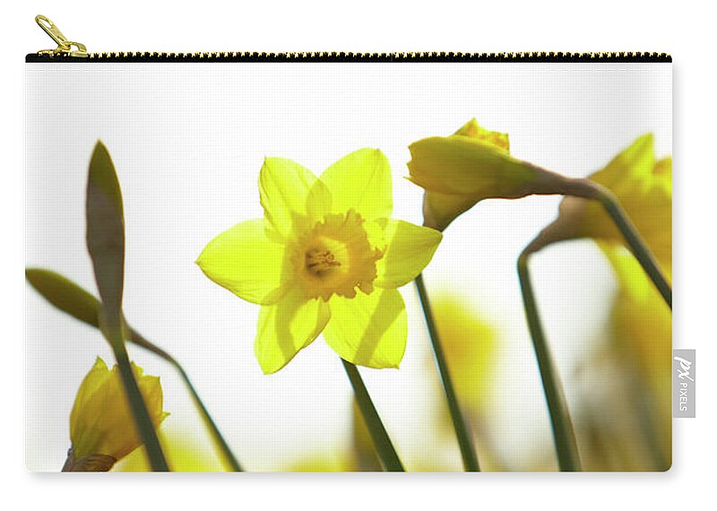 Outdoors Zip Pouch featuring the photograph Close Up Of Yellow Daffodils by Ron Bambridge