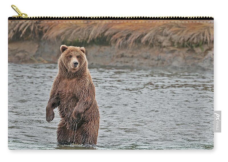 Wild Zip Pouch featuring the photograph Coastal Brown Bears On Salmon Watch by Gary Langley