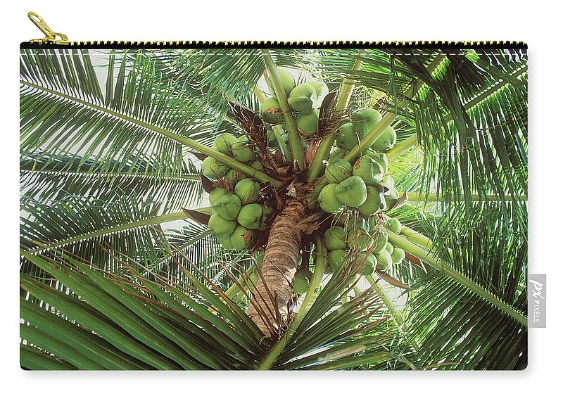 Directly Below Zip Pouch featuring the photograph Coconuts On Palm Tree by Otto Stadler