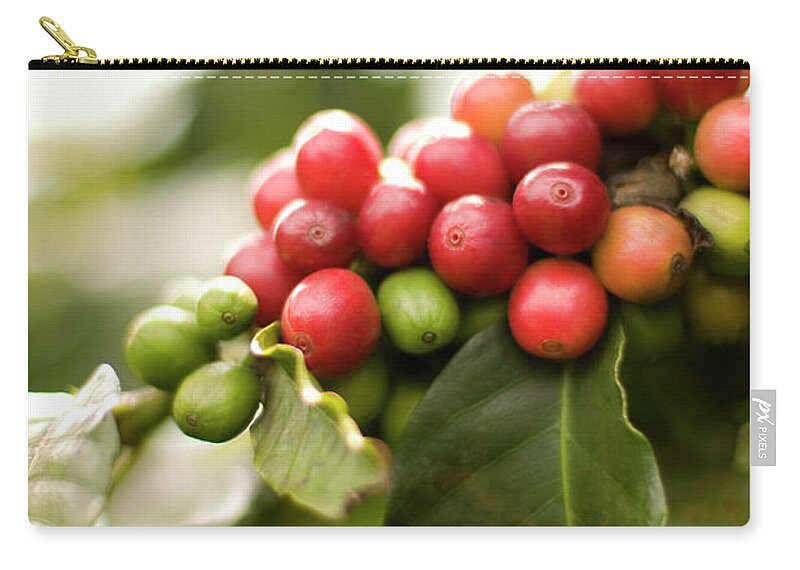 Outdoors Zip Pouch featuring the photograph Coffee Plant by Sf foodphoto