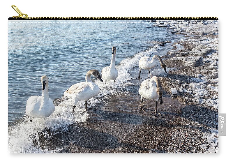 Georgia Mizuleva Zip Pouch featuring the photograph Cold Swan Splash - Wild Trumpeters Family Walk on a Snowy Beach by Georgia Mizuleva