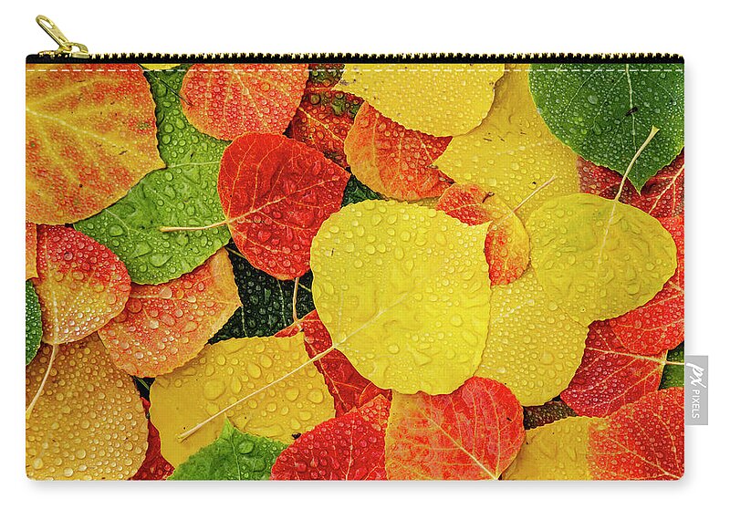 Aspen Forest Zip Pouch featuring the photograph Colorful Aspen tree leaves with water drops by Teri Virbickis