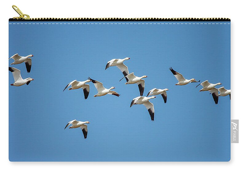Birds Zip Pouch featuring the photograph Coming into Land by Todd Klassy