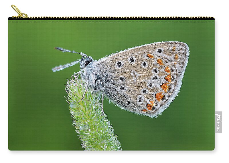 Common Blue Butterfly Zip Pouch featuring the photograph Common Blue Polyommatus Icarus by Martin Ruegner