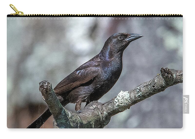 Nature Carry-all Pouch featuring the photograph Common Grackle DSB0347 by Gerry Gantt
