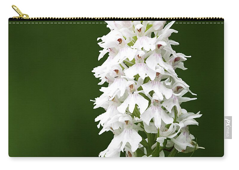 England Zip Pouch featuring the photograph Common Spotted Orchid, Dactylorhiza by David Clapp