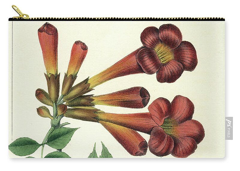 Common Trumpet Flower Zip Pouch featuring the drawing Common Trumpet Flower by Unknown