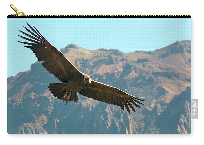 Animal Themes Zip Pouch featuring the photograph Condor In Flight by Photography By Jessie Reeder