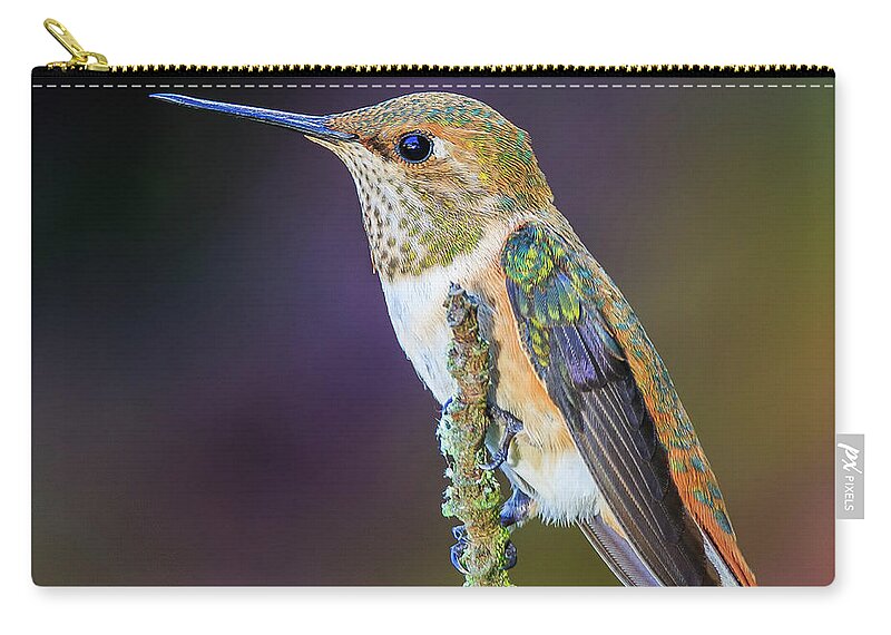 Animal Zip Pouch featuring the photograph Contemplation II - Rufous Hummingbird by Briand Sanderson