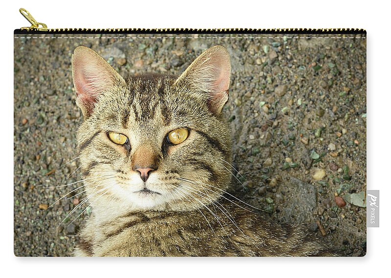 Cat Zip Pouch featuring the photograph Cool Farm Cat by Holden The Moment