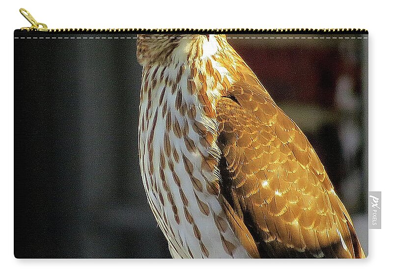 Cooper's Hawk Zip Pouch featuring the photograph Cooper's Hawk in the Snow by Linda Stern