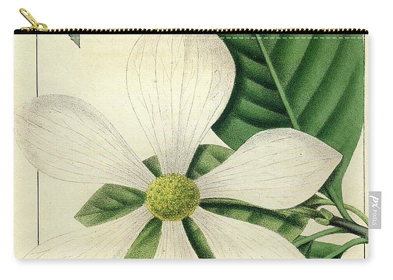 Pacific Dogwood Zip Pouch featuring the drawing Cornus Nuttallii by Unknown