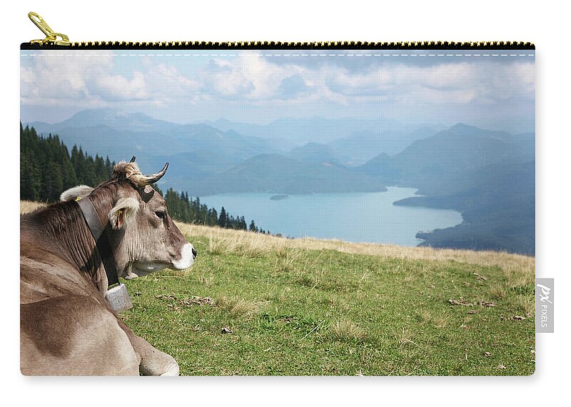 Scenics Zip Pouch featuring the photograph Cow In The Alps by Ra-photos