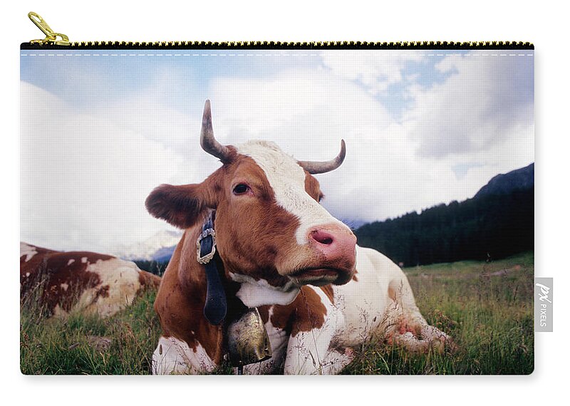 Horned Zip Pouch featuring the photograph Cow Lying On The Grass, Lavazè Pass by Stefano Salvetti