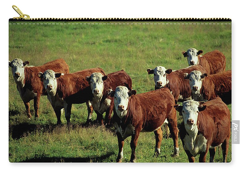 Grass Zip Pouch featuring the photograph Cows Standing In Field, Stanley, Idaho by Karl Weatherly