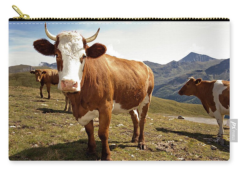 Tranquility Zip Pouch featuring the photograph Cows,mount Grossglockner High Alpine by Buero Monaco